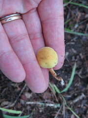 Pluteus chrysophlebius