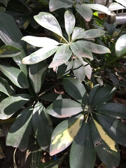 Heptapleurum arboricola