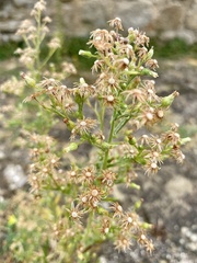 Erigeron canadensis