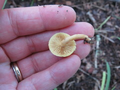 Pluteus chrysophlebius