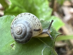 Hygromia cinctella