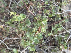 Quercus dumosa