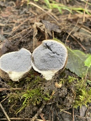 Scleroderma areolatum
