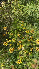 Rudbeckia