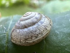 Hygromia cinctella