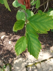 Hamamelis virginiana