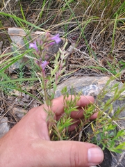 Hedeoma hyssopifolia