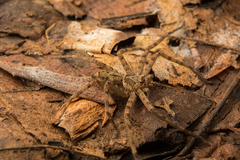 Heteropoda venatoria