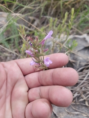 Hedeoma hyssopifolia