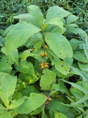 Triosteum aurantiacum