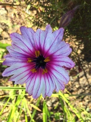 Monsonia speciosa