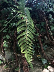 Polystichum setiferum