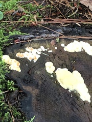 Steccherinum ochraceum