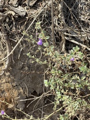 Sairocarpus nuttallianus