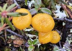 Hygrocybe ceracea