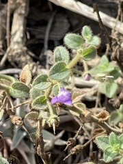 Sairocarpus nuttallianus