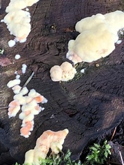 Steccherinum ochraceum