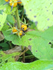 Triosteum aurantiacum