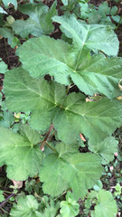 Heracleum sphondylium