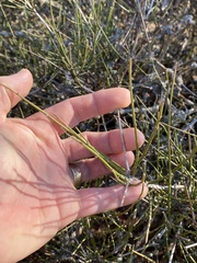 Ephedra