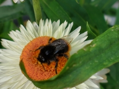 Bombus lapidarius