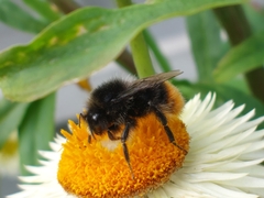 Bombus lapidarius