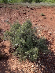 Sarcomphalus obtusifolius