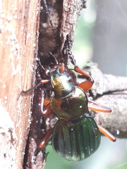 Carabus auronitens