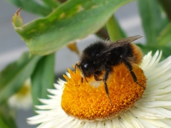 Bombus lapidarius