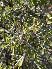 Sarcomphalus obtusifolius