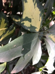 Heptapleurum arboricola