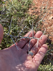 Sarcomphalus obtusifolius