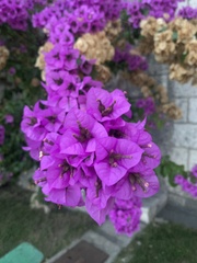 Bougainvillea glabra