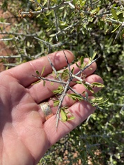 Sarcomphalus obtusifolius