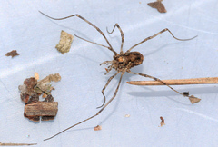 Platybunus pinetorum