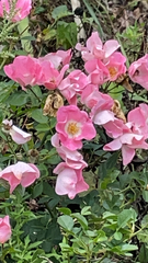 Rosa setigera
