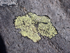 Rhizocarpon