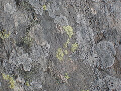 Rhizocarpon