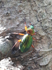 Carabus auronitens