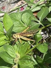 Schistocerca americana