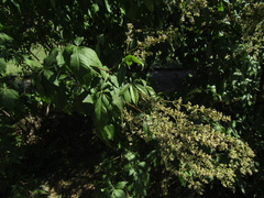 Vitex negundo negundo