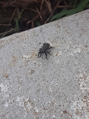 Sphenophorus coesifrons