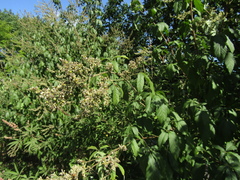 Vitex negundo negundo