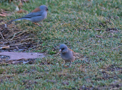 Junco hyemalis caniceps
