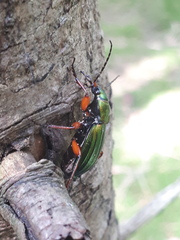 Carabus auronitens