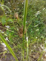 Bolboschoenus maritimus