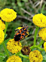 Spilostethus saxatilis