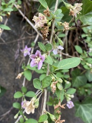 Lycium barbarum