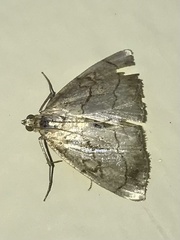 Evergestis pallidata