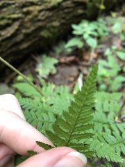 Dryopteris carthusiana